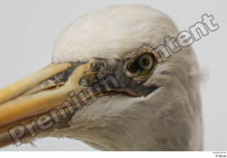 Stork  2 eye head 0003.jpg